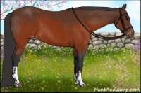 Horse Color:Brown Appaloosa and Brown Appaloosa