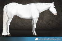 Horse Color:Silver Buckskin Dun Appaloosa 
