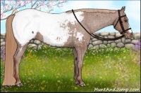 Horse Color:Chestnut Appaloosa