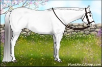 Horse Color:Liver Red Dun Appaloosa