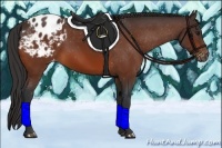 Horse Color:Bay Appaloosa 