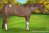 Horse Color:Chestnut Appaloosa 
