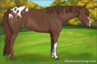 Horse Color:Chestnut Appaloosa