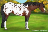 Horse Color:Bay Appaloosa 