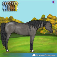 Horse Color:Grullo 