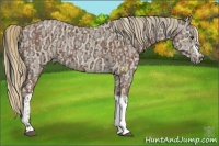 Horse Color:Bay Ice and Perlino Ice