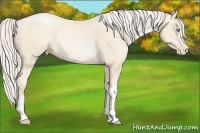 Horse Color:Silver Amber Cream Champagne Pearl 