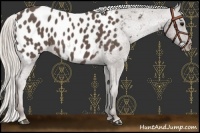 Horse Color:Silver Black Appaloosa Rabicano 