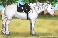 Horse Color:Palomino Sabino Snowcap Rabicano 