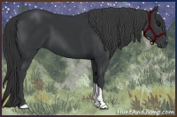 Horse Color:Black 