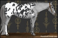 Horse Color:Black Near Leopard 