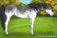 Horse Color:White Spotted Blue Roan Rabicano  and White Spotted Blue Roan Rabicano 