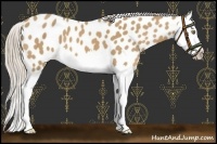 Horse Color:Palomino Splash Appaloosa 