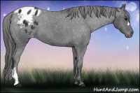 Horse Color:Black Appaloosa 