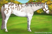 Horse Color:Bay Roan Dun Splash Appaloosa