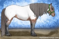 Horse Color:Brown Appaloosa
