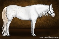 Horse Color:Gold Champagne Pearl Blanket 