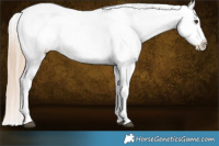 Horse Color:Chocolate Palomino Dun Appaloosa 