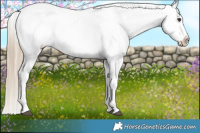 Horse Color:Chocolate Palomino Dun Appaloosa 