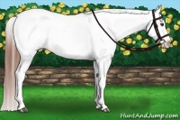 Horse Color:Red Dun Appaloosa 