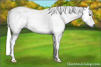 Horse Color:Gray Bay Roan Dun 