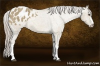 Horse Color:Chocolate Palomino Dun Varnish