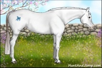 Horse Color:Buckskin Blanket 