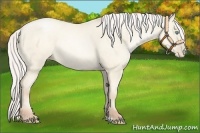 Horse Color:Silver Amber Cream Champagne Pearl Dun
