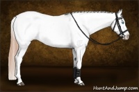 Horse Color:Buckskin Pearl Dun Appaloosa
