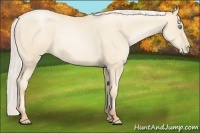 Horse Color:Silver Amber Cream Champagne Pearl 