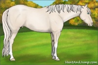 Horse Color:Gold Cream Champagne Pearl