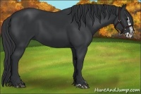 Horse Color:Black and Black Splash