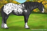 Horse Color:Black Splash Appaloosa 