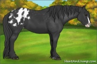 Horse Color:Black Splash Appaloosa 