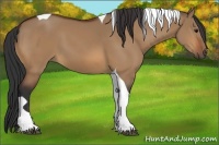 Horse Color:Bay Dun Tobiano