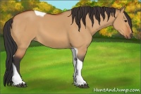 Horse Color:Bay Dun Tobiano