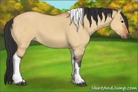 Horse Color:Bay Dun Tobiano 