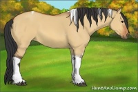 Horse Color:Bay Dun Tobiano