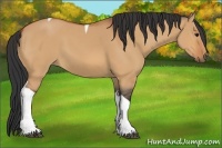 Horse Color:Bay Dun Tobiano 
