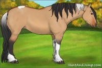 Horse Color:Bay Dun Tobiano 