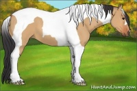 Horse Color:Bay Dun Tobiano 