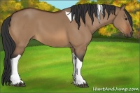 Horse Color:Bay Dun Tobiano 