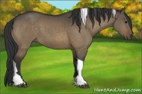 Horse Color:Bay Dun Tobiano