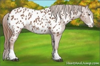 Horse Color:Chestnut Splash Near Leopard