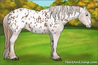 Horse Color:Chestnut Splash Appaloosa 
