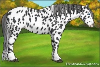 Horse Color:Black Splash Appaloosa 