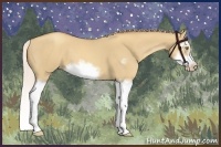 Horse Color:Silver Classic Champagne Dun Splash Frame 