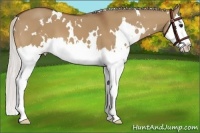 Horse Color:White Spotted Silver Bay Dun Splash 