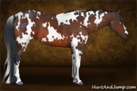 Horse Color:White Spotted Bay 