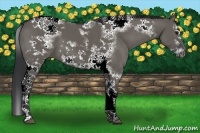 Horse Color:Grullo Splash Tobiano Frame